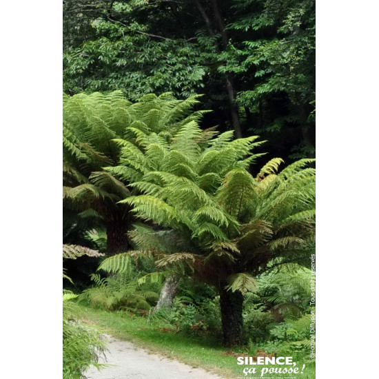 Fougere arborescente Dicksonia 100cm de Plantes Silence ça pousse dans Plantes à petits fruits (kiwi, myrtilles, groseilles, ...