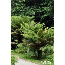 Fougere arborescente Dicksonia 100cm de Plantes Silence ça pousse dans Plantes à petits fruits (kiwi, myrtilles, groseilles, ...