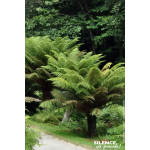 Fougere arborescente Dicksonia 100cm de Plantes Silence ça pousse dans Plantes à petits fruits (kiwi, myrtilles, groseilles, ...