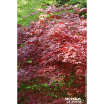 Erable du Japon Atropurpureum 80cm de Plantes Silence ça pousse dans Plantes à petits fruits (kiwi, myrtilles, groseilles, ca...