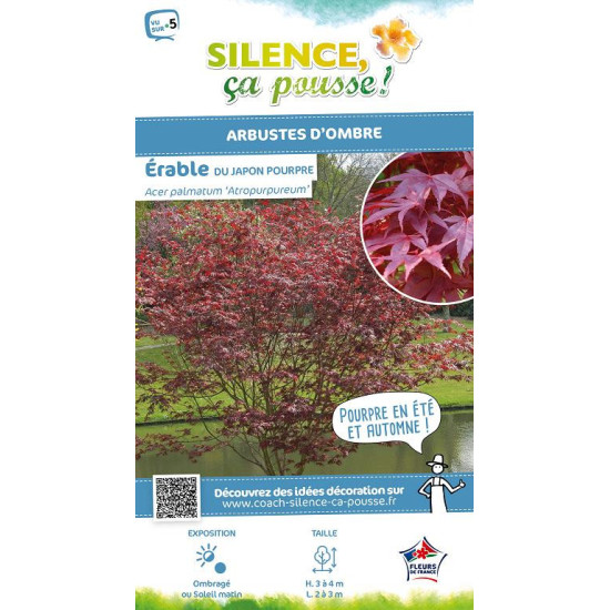Erable du Japon Atropurpureum 80cm de Plantes Silence ça pousse dans Plantes à petits fruits (kiwi, myrtilles, groseilles, ca...