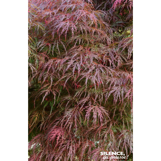 Erable du Japon lacinie pourpre 80cm de Plantes Silence ça pousse dans Plantes à petits fruits (kiwi, myrtilles, groseilles, ...
