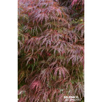 Erable du Japon lacinie pourpre 80cm de Plantes Silence ça pousse dans Plantes à petits fruits (kiwi, myrtilles, groseilles, ...