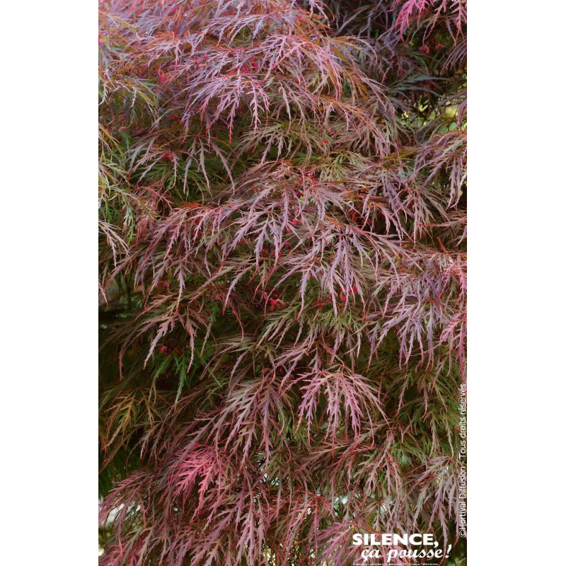 Erable du Japon lacinie pourpre 80cm de Plantes Silence ça pousse dans Plantes à petits fruits (kiwi, myrtilles, groseilles, ...