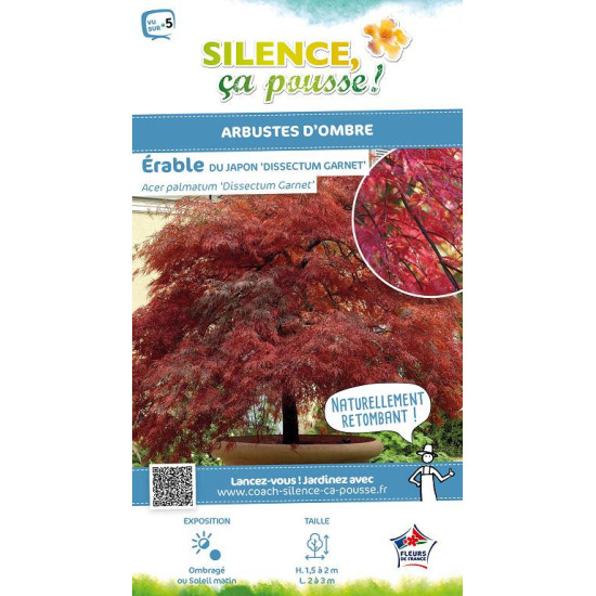 Erable du Japon lacinie pourpre 80cm de Plantes Silence ça pousse dans Plantes à petits fruits (kiwi, myrtilles, groseilles, ...