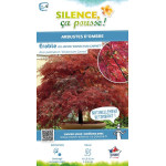 Erable du Japon lacinie pourpre 80cm de Plantes Silence ça pousse dans Plantes à petits fruits (kiwi, myrtilles, groseilles, ...