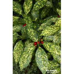 Aucuba a feuilles de croton 80cm de Plantes Silence ça pousse dans Arbustes persistants en livraison
