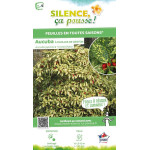 Aucuba a feuilles de croton 80cm de Plantes Silence ça pousse dans Arbustes persistants en livraison