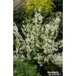 Deutzia menu 80cm Silence ca pousse de Plantes Silence ça pousse dans Arbustes caducs en livraison