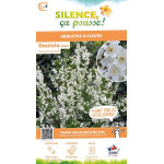 Deutzia menu 80cm Silence ca pousse de Plantes Silence ça pousse dans Arbustes caducs en livraison