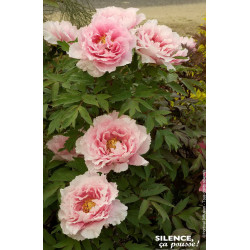 Pivoine arbustive a fleur rose 65cm de Plantes Silence ça pousse dans Arbustes caducs en livraison