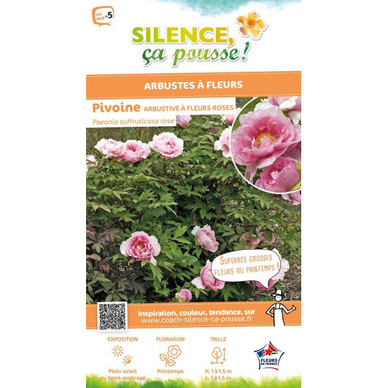 Pivoine arbustive a fleur rose 65cm de Plantes Silence ça pousse dans Arbustes caducs en livraison