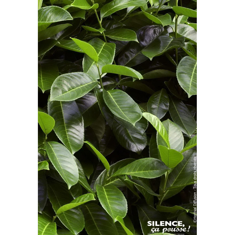 Laurier-cerise a feuilles rondes 80cm de Plantes Silence ça pousse dans Plantes à petits fruits (kiwi, myrtilles, groseilles,...