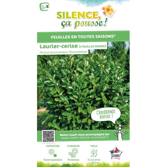 Laurier-cerise a feuilles rondes 80cm de Plantes Silence ça pousse dans Plantes à petits fruits (kiwi, myrtilles, groseilles,...