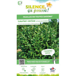Laurier-cerise a feuilles rondes 80cm de Plantes Silence ça pousse dans Plantes à petits fruits (kiwi, myrtilles, groseilles,...