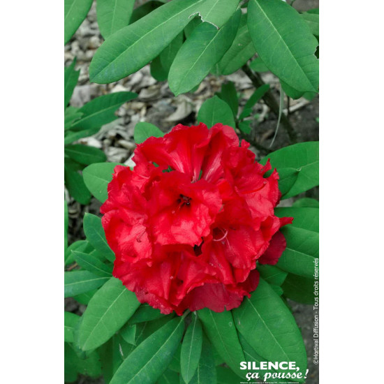 Rhododendron hybride Tornado 65cm de Plantes Silence ça pousse dans Plantes à petits fruits (kiwi, myrtilles, groseilles, cas...