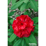 Rhododendron hybride Tornado 65cm de Plantes Silence ça pousse dans Plantes à petits fruits (kiwi, myrtilles, groseilles, cas...