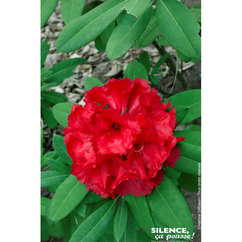 Rhododendron hybride Tornado 65cm de Plantes Silence ça pousse dans Plantes à petits fruits (kiwi, myrtilles, groseilles, cas...