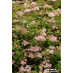 Spiree du Japon Little Princess 80cm de Plantes Silence ça pousse dans Arbustes caducs en livraison
