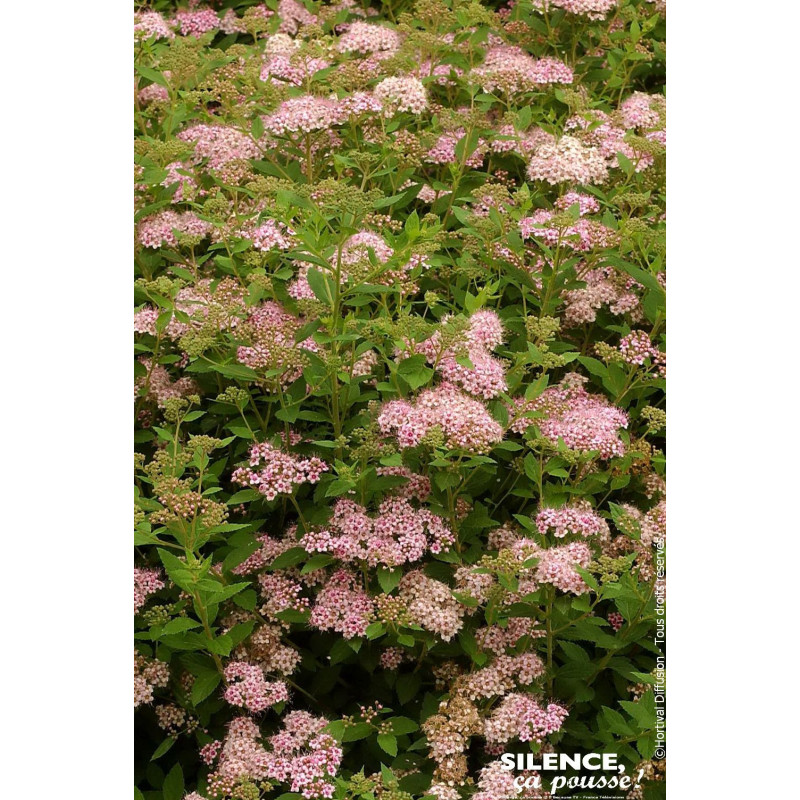 Spiree du Japon Little Princess 80cm de Plantes Silence ça pousse dans Arbustes caducs en livraison