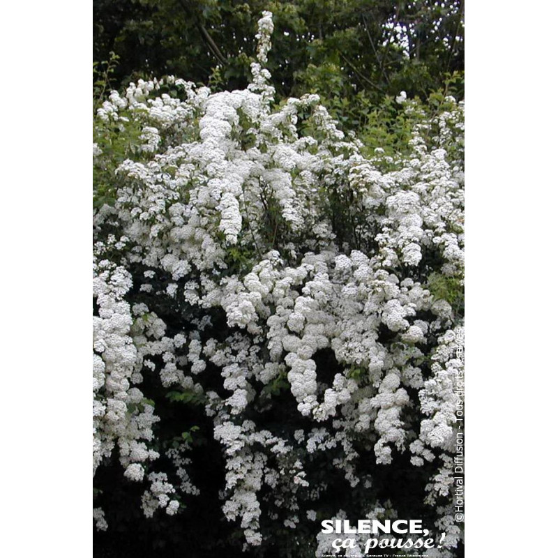 SPIRAEA VANHOUTTEI C4,5 TF/BU de Plantes Silence ça pousse dans Arbustes caducs en livraison