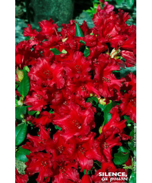 Rhododendron nain Baden-Baden 80cm de Plantes Silence ça pousse dans Plantes à petits fruits (kiwi, myrtilles, groseilles, ca...