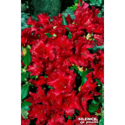Rhododendron nain Baden-Baden 80cm de Plantes Silence ça pousse dans Plantes à petits fruits (kiwi, myrtilles, groseilles, ca...