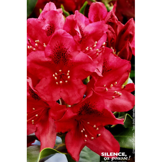 Rhododendron hybride Nova Zembla 80cm de Plantes Silence ça pousse dans Plantes à petits fruits (kiwi, myrtilles, groseilles,...