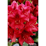 Rhododendron hybride Nova Zembla 80cm de Plantes Silence ça pousse dans Plantes à petits fruits (kiwi, myrtilles, groseilles,...