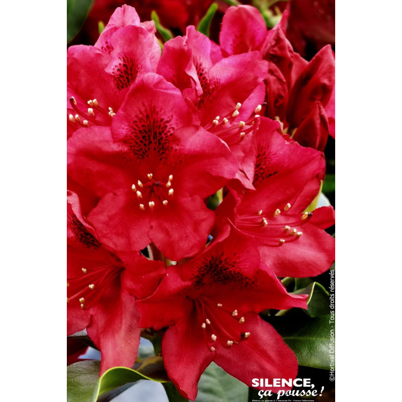 Rhododendron hybride Nova Zembla 80cm de Plantes Silence ça pousse dans Plantes à petits fruits (kiwi, myrtilles, groseilles,...