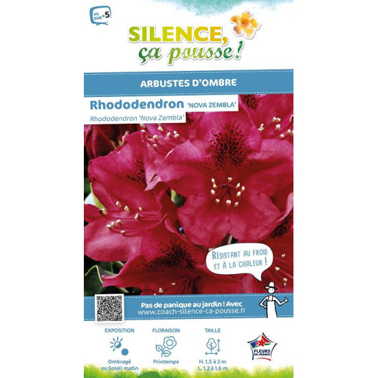 Rhododendron hybride Nova Zembla 80cm de Plantes Silence ça pousse dans Plantes à petits fruits (kiwi, myrtilles, groseilles,...