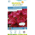 Rhododendron hybride Nova Zembla 80cm de Plantes Silence ça pousse dans Plantes à petits fruits (kiwi, myrtilles, groseilles,...