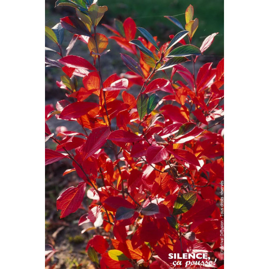 Aronia a feuilles darbousier Brilliant 120cm de Plantes Silence ça pousse dans ZZ hortival