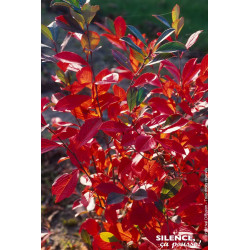 Aronia a feuilles darbousier Brilliant 120cm de Plantes Silence ça pousse dans ZZ hortival