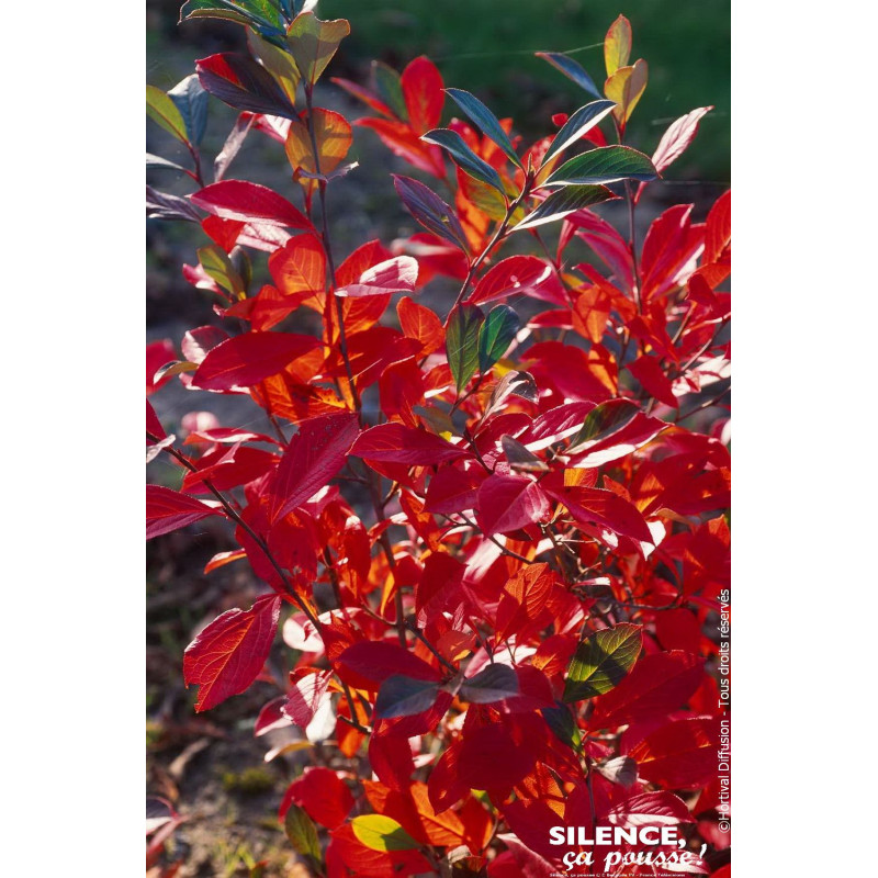 Aronia a feuilles darbousier Brilliant 120cm de Plantes Silence ça pousse dans ZZ hortival