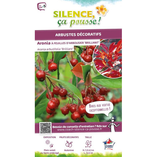 Aronia a feuilles darbousier Brilliant 120cm de Plantes Silence ça pousse dans ZZ hortival