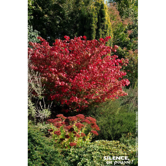 Fusain a bois aile compact 80cm de Plantes Silence ça pousse dans Arbustes caducs en livraison