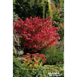Fusain a bois aile compact 80cm de Plantes Silence ça pousse dans Arbustes caducs en livraison