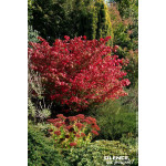 Fusain a bois aile compact 80cm de Plantes Silence ça pousse dans Arbustes caducs en livraison