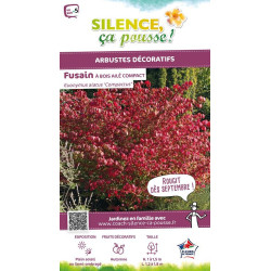 Fusain a bois aile compact 80cm de Plantes Silence ça pousse dans Arbustes caducs en livraison