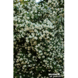 Seringat des jardins 140cm Silence ca pousse de Plantes Silence ça pousse dans ZZ hortival