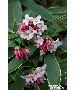 Daphne odorant panache 80cm Silence ca pousse de Plantes Silence ça pousse dans Plantes à petits fruits (kiwi, myrtilles, gro...