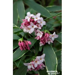 Daphne odorant panache 80cm Silence ca pousse de Plantes Silence ça pousse dans Plantes à petits fruits (kiwi, myrtilles, gro...
