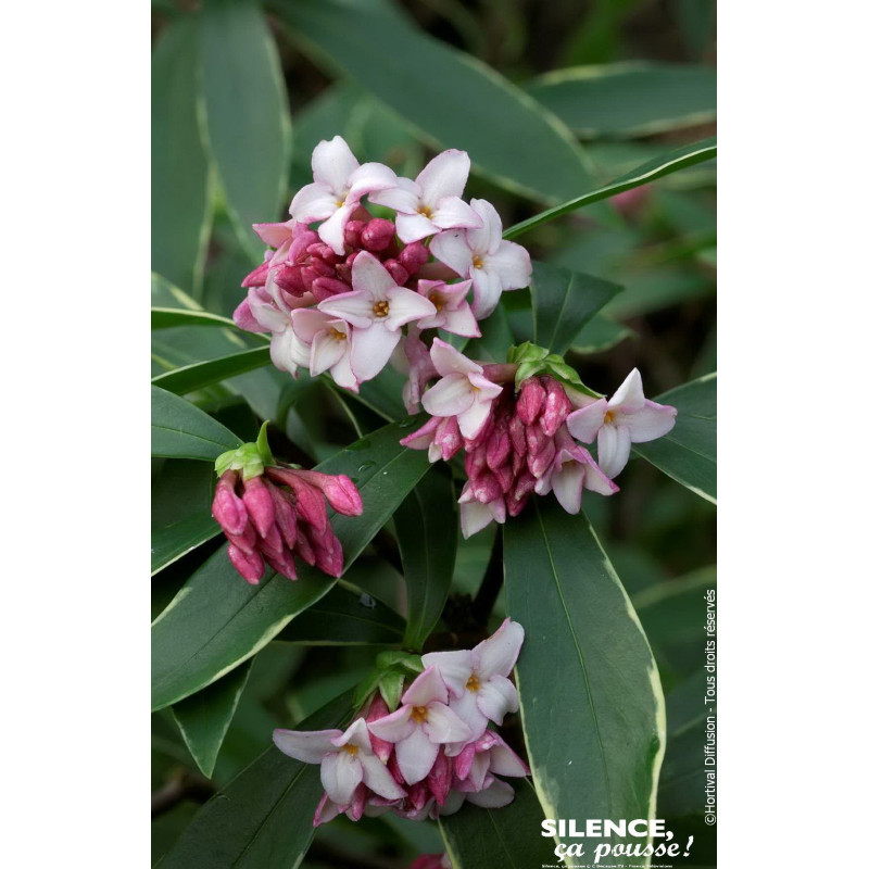 Daphne odorant panache 80cm Silence ca pousse de Plantes Silence ça pousse dans Plantes à petits fruits (kiwi, myrtilles, gro...