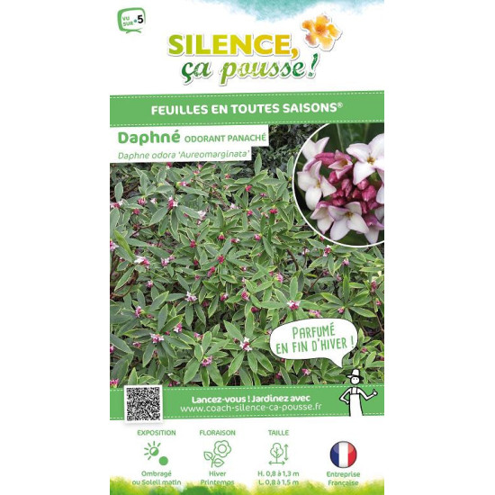 Daphne odorant panache 80cm Silence ca pousse de Plantes Silence ça pousse dans Plantes à petits fruits (kiwi, myrtilles, gro...