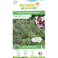 Daphne odorant panache 80cm Silence ca pousse de Plantes Silence ça pousse dans Plantes à petits fruits (kiwi, myrtilles, gro...
