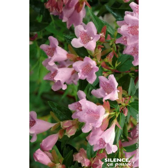 Abelia Edward Goucher 50cm Silence ca pousse de Plantes Silence ça pousse dans Arbustes persistants en livraison