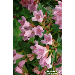 Abelia Edward Goucher 50cm Silence ca pousse de Plantes Silence ça pousse dans Arbustes persistants en livraison