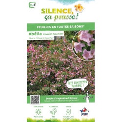 Abelia Edward Goucher 50cm Silence ca pousse de Plantes Silence ça pousse dans Arbustes persistants en livraison
