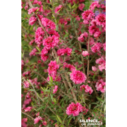 Leptospermum Red Damask 80cm Silence ca pousse de Plantes Silence ça pousse dans Plantes à petits fruits (kiwi, myrtilles, gr...